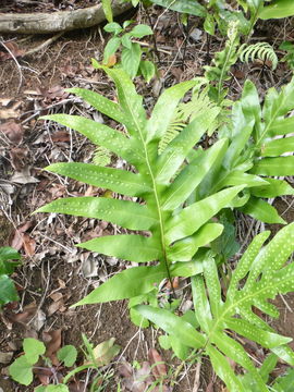 Image of Musk Fern