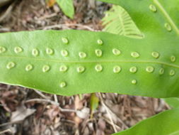 Image of Musk Fern