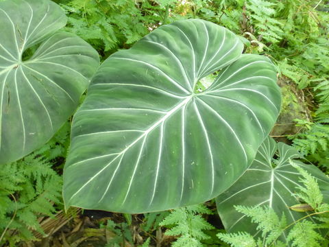 Image of Philodendron gloriosum André