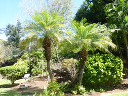 Image of pygmy date palm