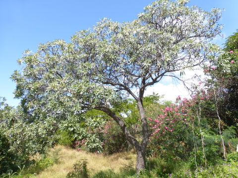 Image of Caribbean trumpet tree