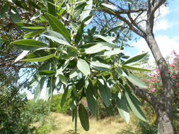 Image of Caribbean trumpet tree