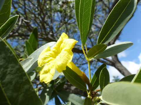 Image of Caribbean trumpet tree