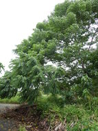 Image of Gunpowder-Tree
