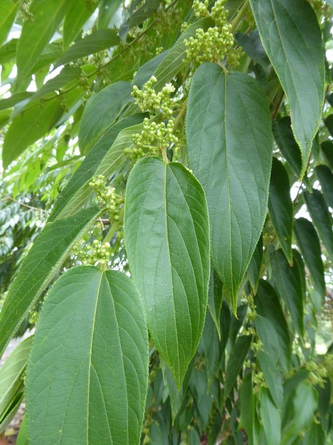 Sivun Trema orientalis (L.) Bl. kuva