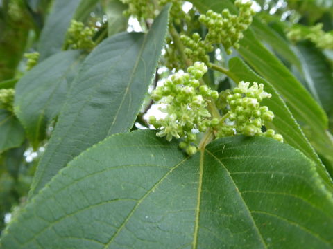 Image of Gunpowder-Tree