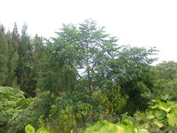 Image of Gunpowder-Tree
