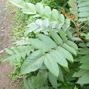 Rhus sandwicensis A. Gray resmi