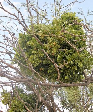 Image of <i>Phoradendron serotinum</i> ssp. <i>macrophyllum</i>