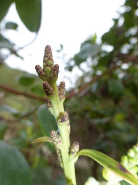 Image of Pacific madrone