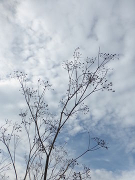 Imagem de Foeniculum vulgare Mill.