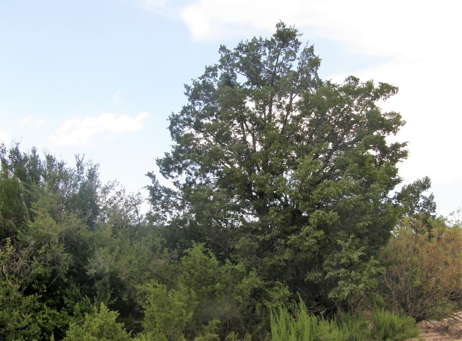 Слика од Juniperus pinchotii Sudw.