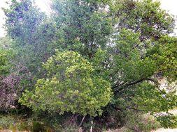 Cercis canadensis var. mexicana (Britton & Rose) M. Hopkins resmi