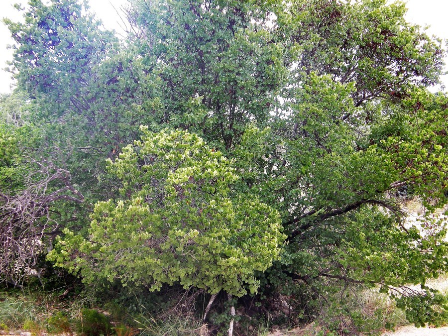 Image of Mexican redbud