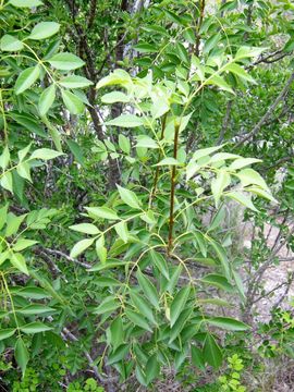 Sivun Juglans microcarpa Berl. kuva