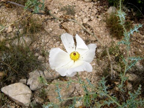 Image of crested pricklypoppy