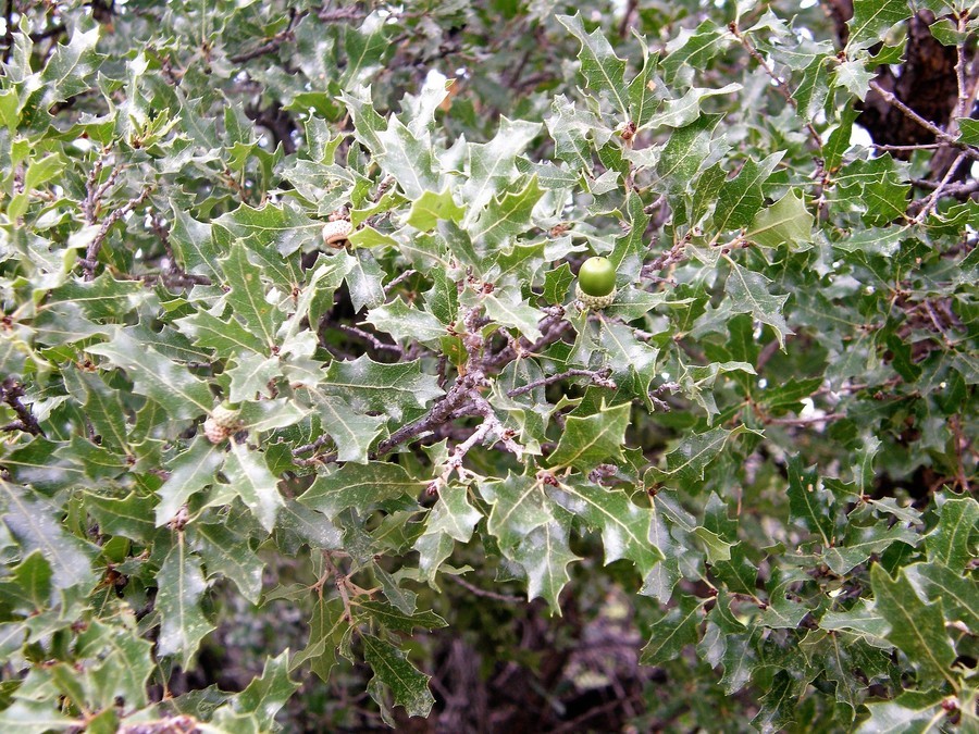 صورة Quercus pungens Liebm.