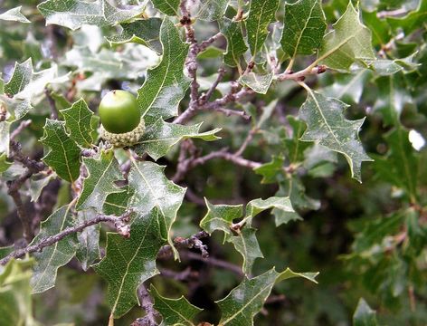 Imagem de Quercus pungens Liebm.