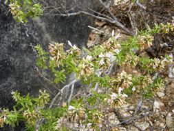 Image of leafy rosemary-mint