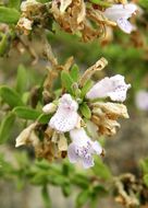 Image of leafy rosemary-mint