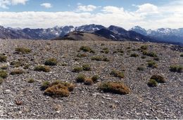 Imagem de Astragalus platytropis A. Gray