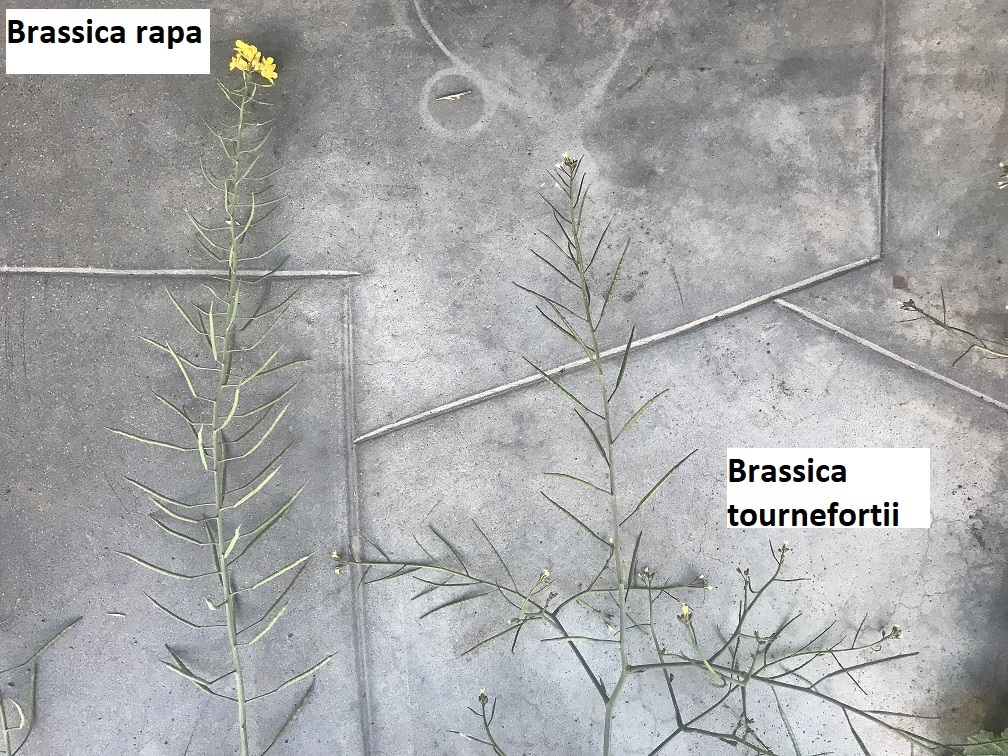 Plancia ëd Brassica rapa L.