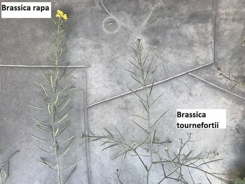 Plancia ëd Brassica tournefortii Gouan