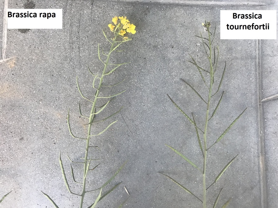 Plancia ëd Brassica tournefortii Gouan