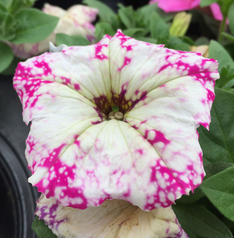 Image of <i>Petunia</i> × <i>hybrida</i>