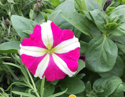 Image of <i>Petunia</i> × <i>hybrida</i>