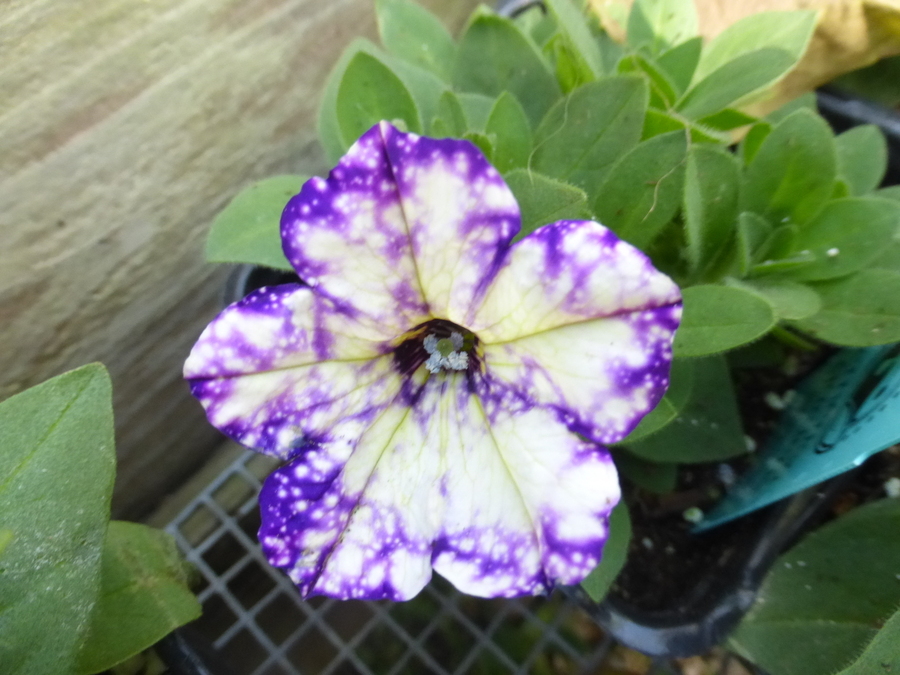 Image of <i>Petunia</i> × <i>hybrida</i>