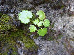 Image of wood saxifrage