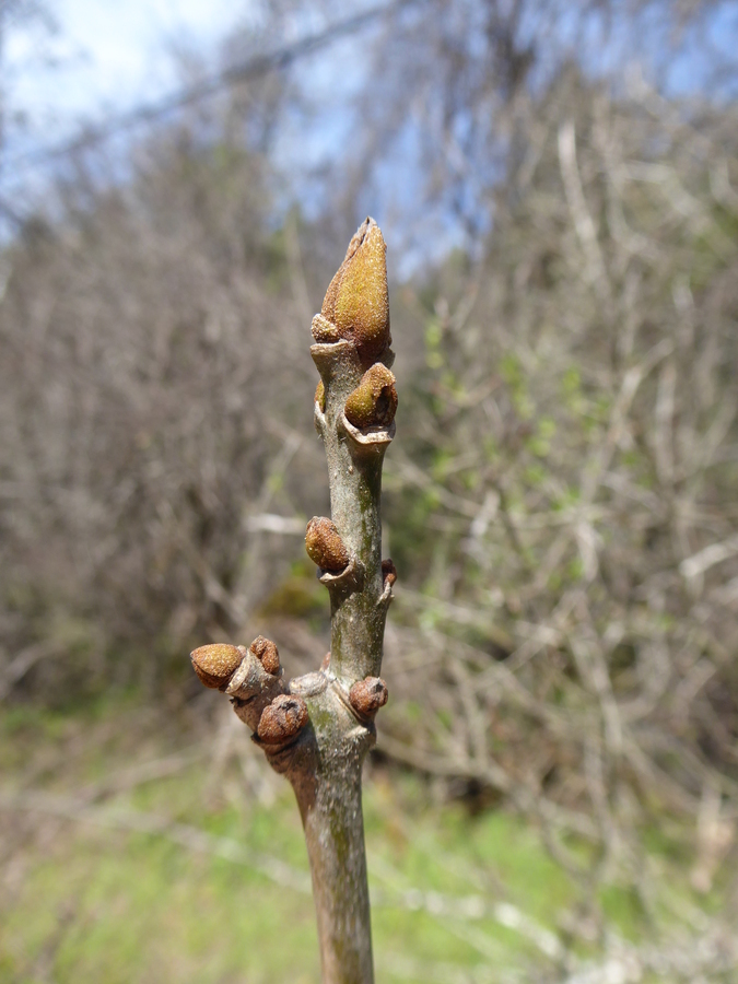 Image of Oregon Ash