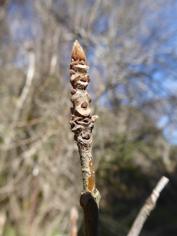 Image of Oregon Ash