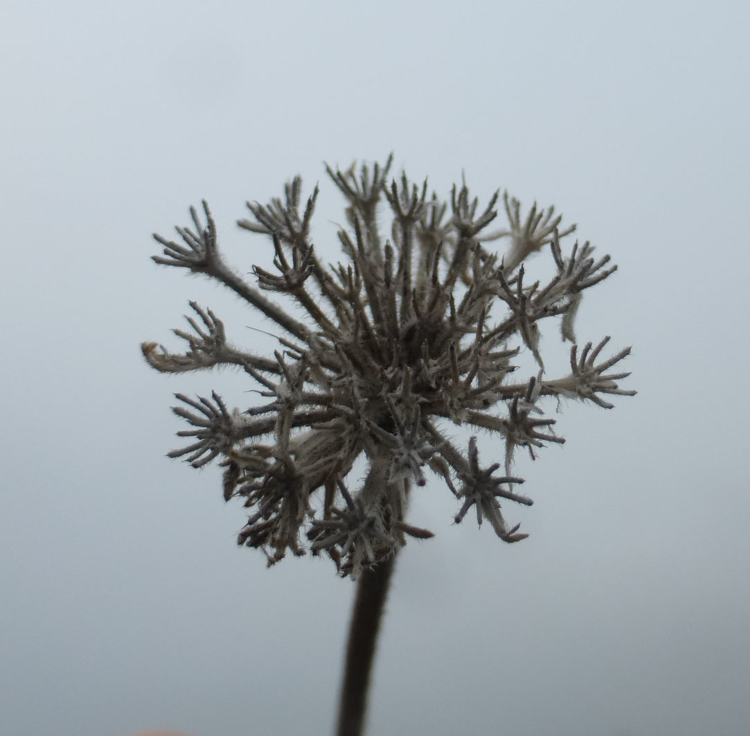 Image of American wild carrot