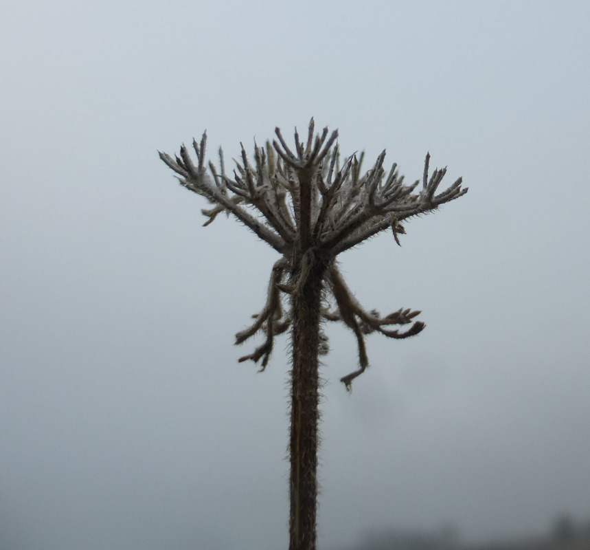 Image of American wild carrot