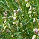 Imagem de Polygala scoparioides Chod.