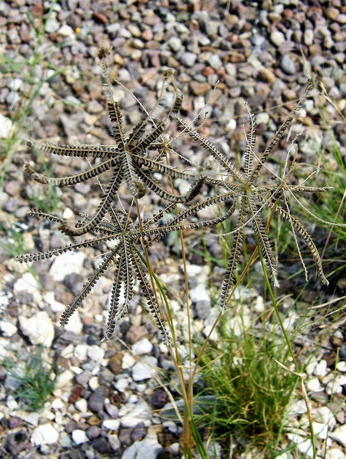 Image de Chloris cucullata Bisch.