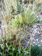 Image of hooded windmill grass