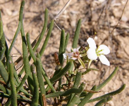 Image of White Sands fanmustard