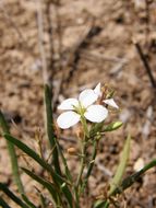 Image of White Sands fanmustard