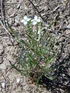 Image of White Sands fanmustard