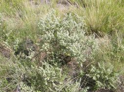 Image of escobilla butterflybush