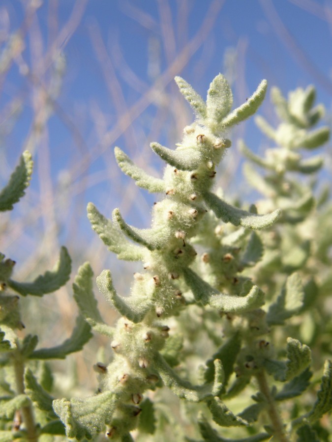 Image of escobilla butterflybush