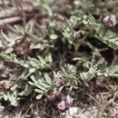 Imagem de Astragalus tener var. titi (Eastw.) Barneby