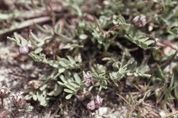 Image of Coastal dunes milk-vetch