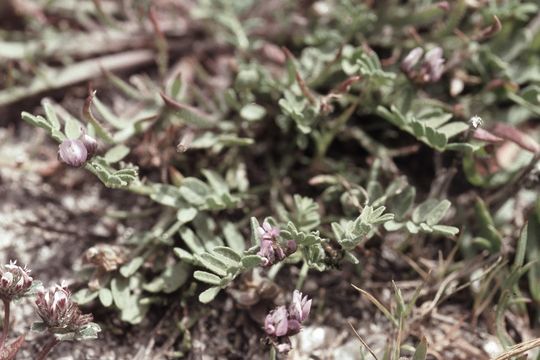 Imagem de Astragalus tener var. titi (Eastw.) Barneby