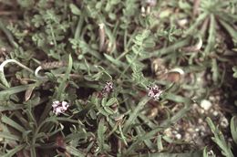 Sivun Astragalus tener var. titi (Eastw.) Barneby kuva