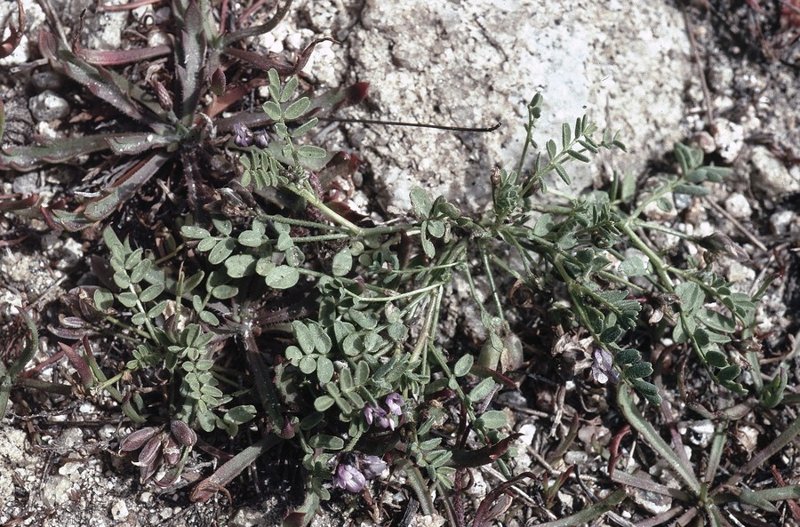 Sivun Astragalus tener var. titi (Eastw.) Barneby kuva