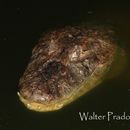 Image of Broad-snouted Caiman